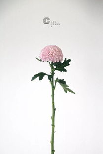  2019年12星座幸运花大揭秘