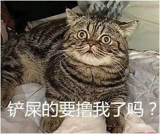  主人用按摩仪撸猫,猫咪的表情笑翻众人,网友放着我来