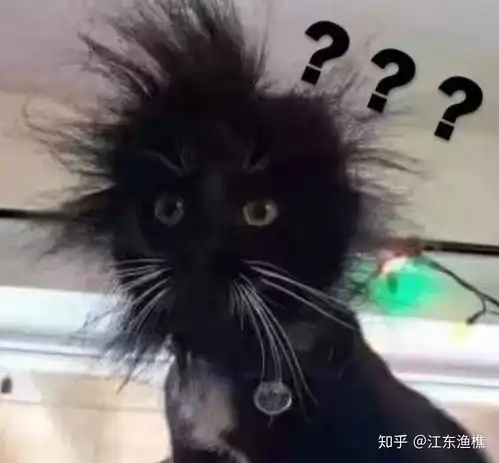  养哪种性别的猫更好
