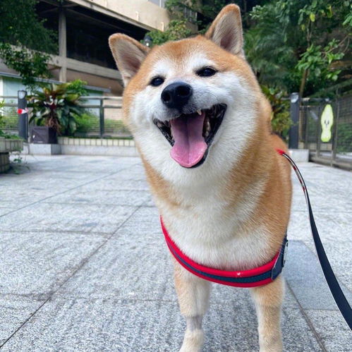  顶流表情包柴犬去世,全球十亿网友哭成泪人