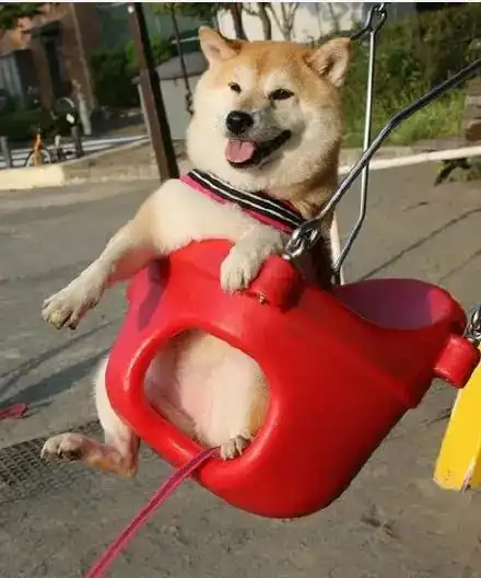  捕捉到一只荡秋千的柴犬,笑的好开心狗生快乐啊