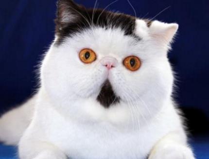  这些猫咪深受人们的喜爱,你最喜欢哪个呢