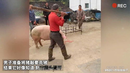  男子准备将猪敲晕杀猪结果它好像知道刻意扭头躲开