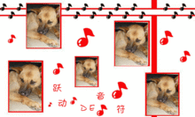  日本柴犬照片柴犬照片p1010245conew1.gif可爱的一家k21345636598