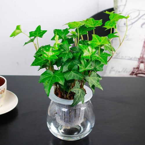  李理谦旺宅旺财的风水花卉植物有哪些植物摆放有什么风水讲究