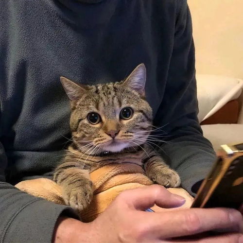 治愈系男生抱猫头像总有一些温暖与你不期而遇