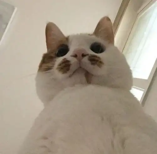  为什么有人说喜欢发猫表情包的男生是渣男