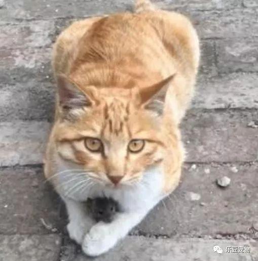  碰到一只橘猫,眼神警惕保护着怀里的宝贝,走近看差点笑屎