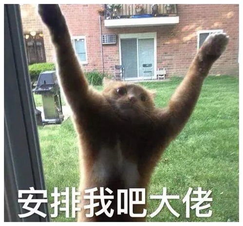  你表情包太多,不想和你聊了