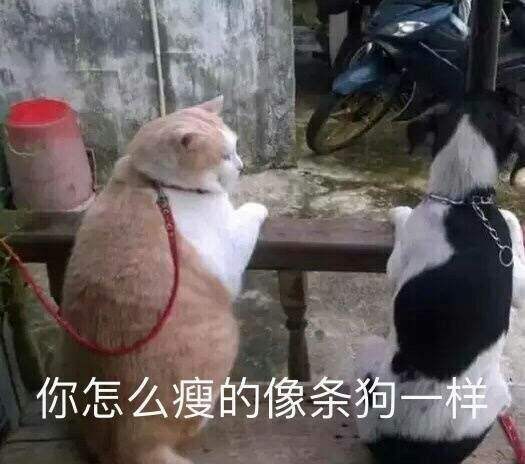  养猫有五个潜规则,只有当你懂了才能养好它们,你知道多少