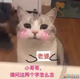  你打吧要是你忍心的话猫咪表情包图片大全我不听我已经死掉了吸猫表情包图片下载乐游网游戏下载