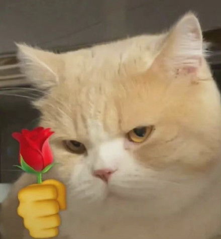  猫咪头拿玫瑰表情包