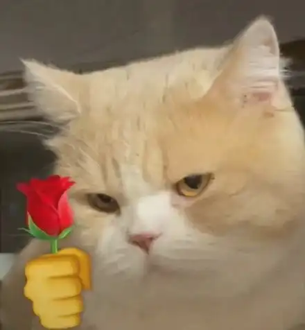  猫咪头拿玫瑰表情包