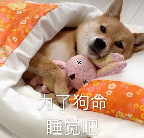  月亮不睡我不睡,我是人间小美味