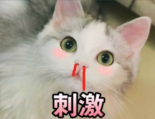 猫可爱表情包吸猫