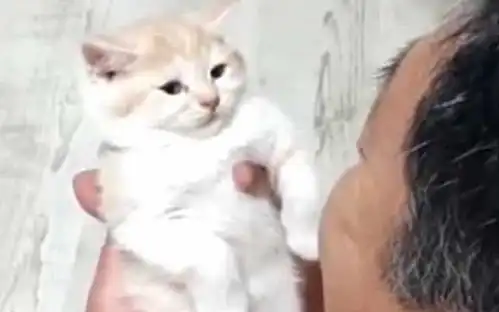 打滚表情包猫猫假猫