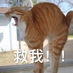 大熊咆哮表情包