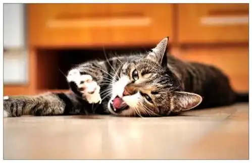  猫咪对玉米情有独钟,被男子拿去吃掉后,它的表情让主人笑喷