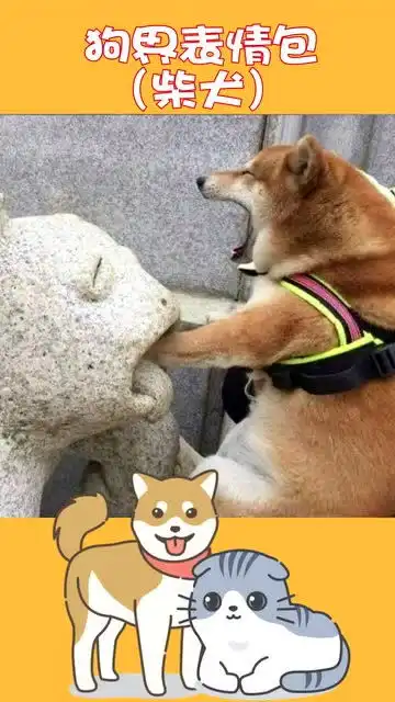 来自天堂的魔鬼柴犬可表情包合集,谁还不是个表情包啊哼