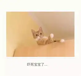  开心一刻送你一个喵咪表情包