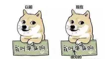  本汪今天过节,求祝福要不看个猫片吧丨爆笑动图