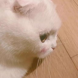  萌宠头像西瓜空调和你才是夏日最佳