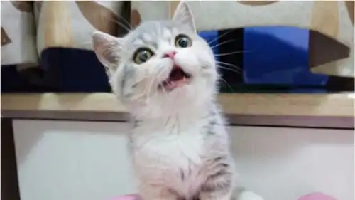  猫咪第一次尝试猫薄荷泡泡,兴奋得满地打滚