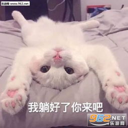  我亲爱的走狗表情包图片别碰我天线表情包下载乐游网游戏下载
