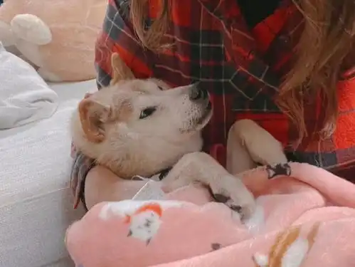  柴犬doge表情包原型病危,各国网友纷纷留言......