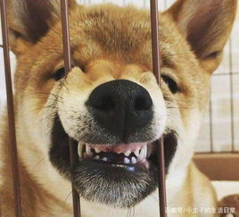 猫猫狗狗表情包柴犬