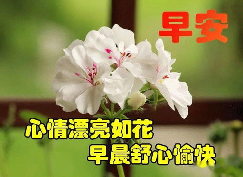 2021非常唯美的漂亮花朵早安问候语动态图片表情,微信暖心的早安问候语短信
