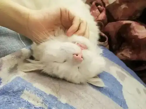  猫咪让你的摸头,就是喜欢你错错错