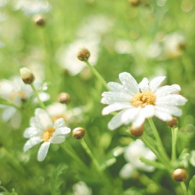  清新花朵头像清新淡雅小雏菊图片
