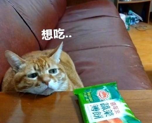  知道橘猫为啥胖吗看过橘猫的吃相后,你就明白了