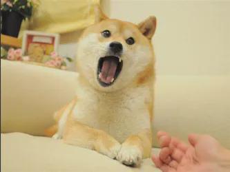  再见doge神烦狗表情包原型柴犬kabosu离世
