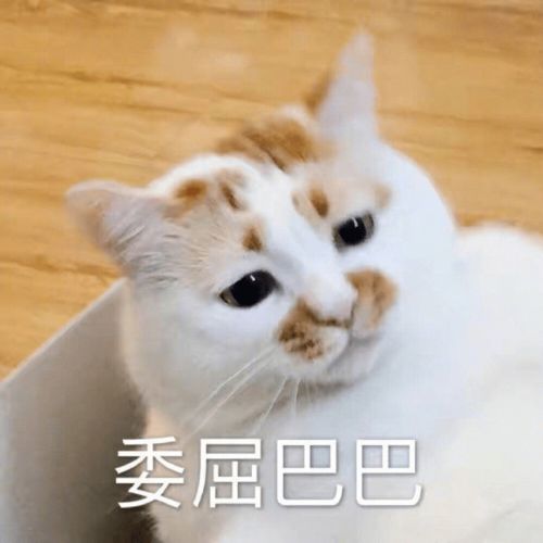  沙雕猫猫表情包