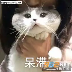  讲理我嘴笨我喜欢打人表情包今天元气不满满猫咪表情包下载乐游网游戏下载