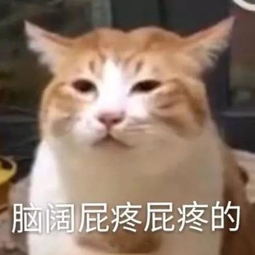  猫咪表情包合集每天都要看一眼我这贫穷的脸
