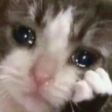  悲伤猫猫头表情包