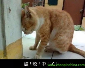  微信招聘技巧拦住应聘者果取关你可以的