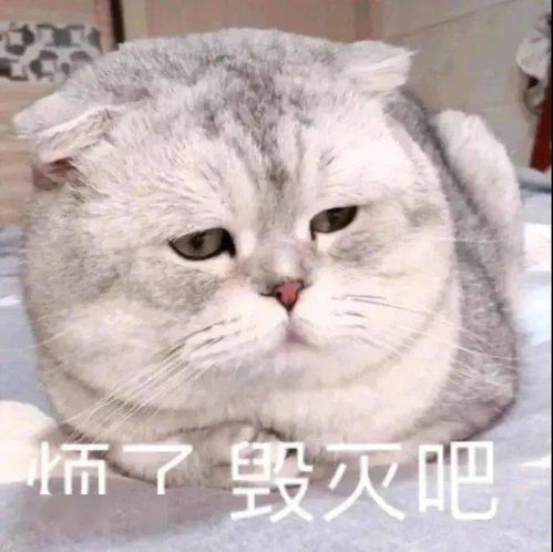  可爱仙女表情包亲亲这边建议你中意我一下