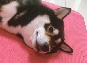  表情包里的柴犬,这么撩人的黑柴,是你的心上柴吗