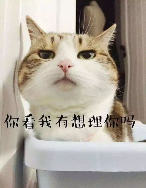  为什么喵都叫不来