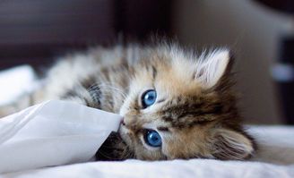  想让猫咪健康又长寿这几件事你需要坚持做,一定不能忽视