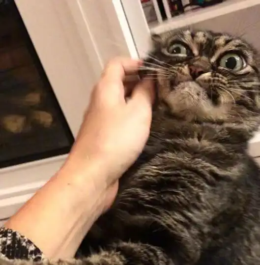  红极一时的厌世脸,脾气超大的可爱猫咪,终于找到本尊了