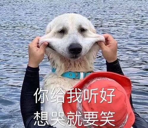  沙雕表情包合集