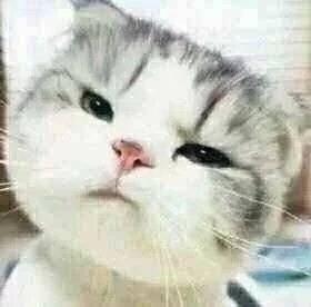  猫咪搞怪八连拍表情包
