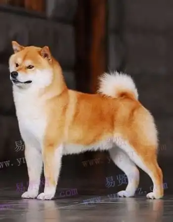  日本柴犬