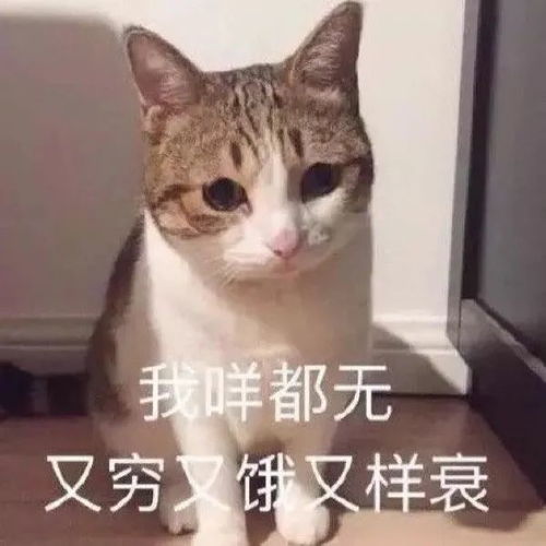 表情包那你看看不讲道理