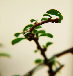 一组微距杂片